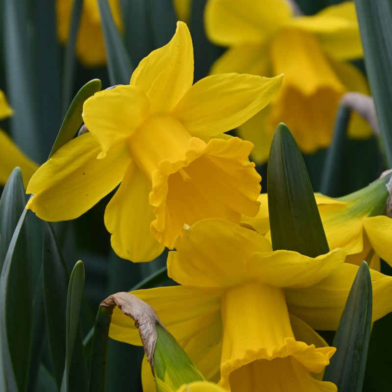 Narcissus 'Sint Victor' Narcissus 'Sint Victor'