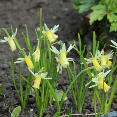 Narcissus 'Snipe' Narcissus 'Snipe'