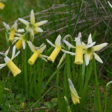 Narcissus 'Snipe' Narcissus 'Snipe'