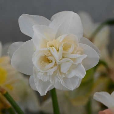 Narcissus 'Snowball' Narcissus 'Snowball'