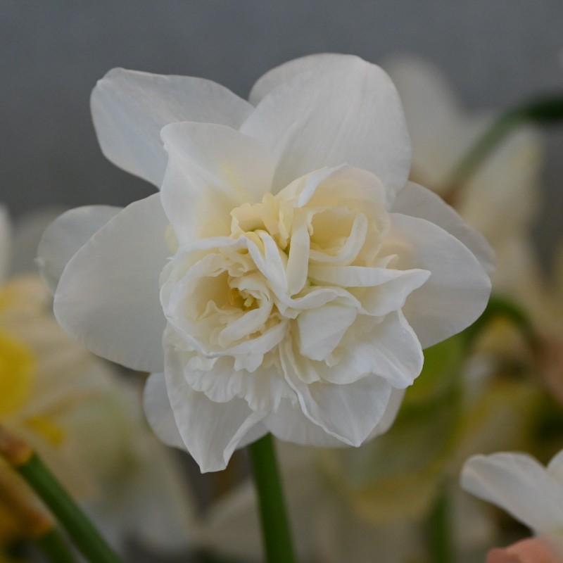 Narcissus 'Snowball' Narcissus 'Snowball'