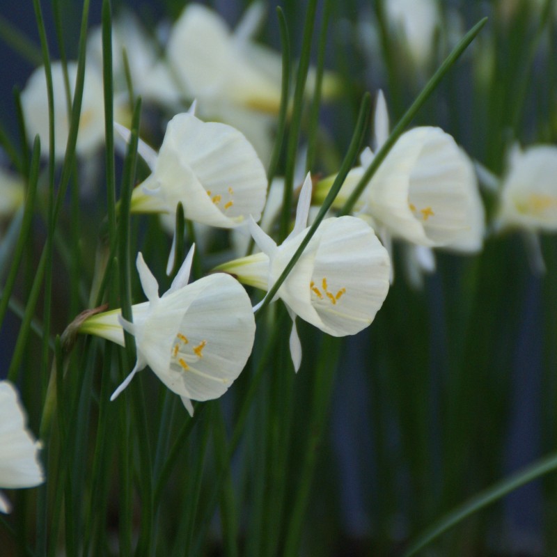 Narcissus 'Spoirot' Narcissus 'Spoirot'
