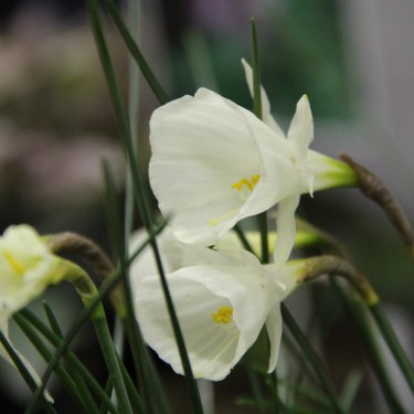 Narcissus 'Spoirot' Narcissus 'Spoirot'