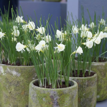 Narcissus 'Spoirot' Narcissus 'Spoirot'