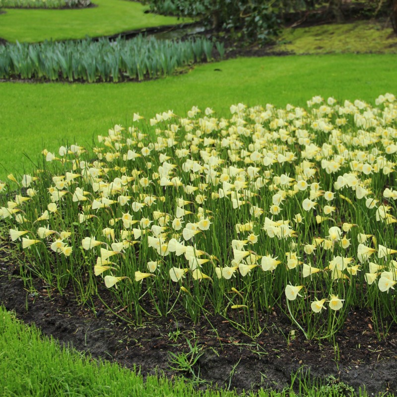 Narcissus 'Spoirot' Narcissus 'Spoirot'