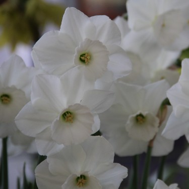 Narcissus 'Stainless' Narcissus 'Stainless'