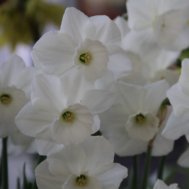 Narcissus 'Stainless' Narcissus 'Stainless'
