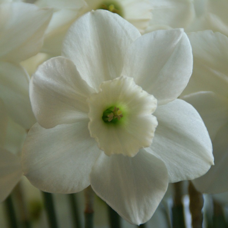 Narcissus 'Stainless' Narcissus 'Stainless'