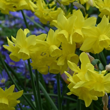 Narcissus 'Sunlight Sensation' Narcissus 'Sunlight Sensation'