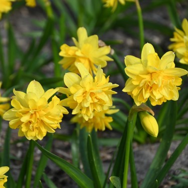 Narcissus 'Tête Deluxe' Narcissus 'Tête Deluxe'