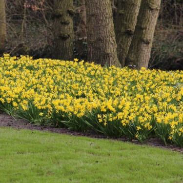 Narcissus 'Tête-à-Tête' Narcissus 'Tête-à-Tête'