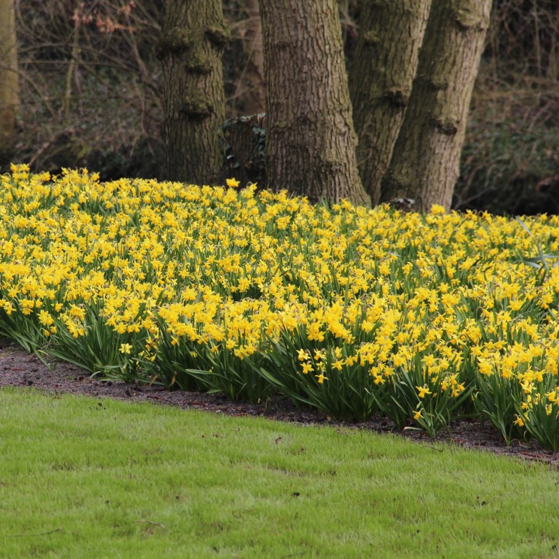 Narcissus 'Tête-à-Tête' Narcissus 'Tête-à-Tête'