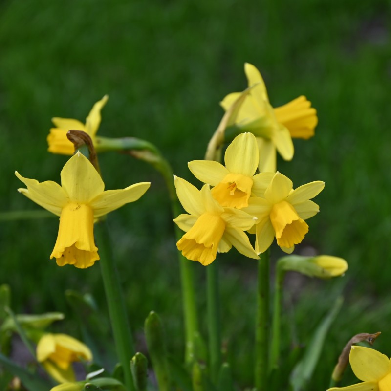 Narcissus 'Tête-à-Tête' Narcissus 'Tête-à-Tête'