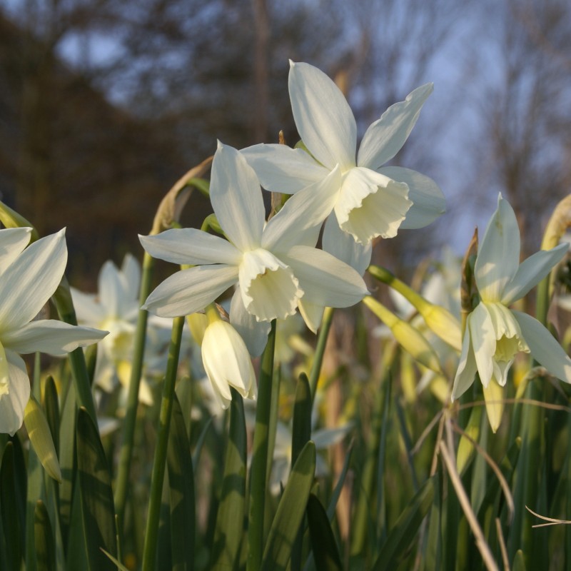 Narcissus 'Thalia' Narcissus 'Thalia'