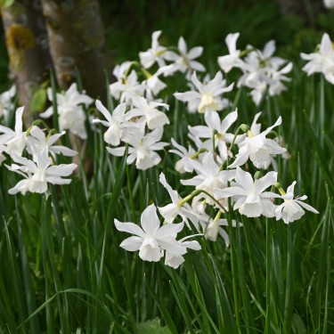 Narcissus 'Thalia' Narcissus 'Thalia'
