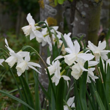 Narcissus 'Thalia' Narcissus 'Thalia'