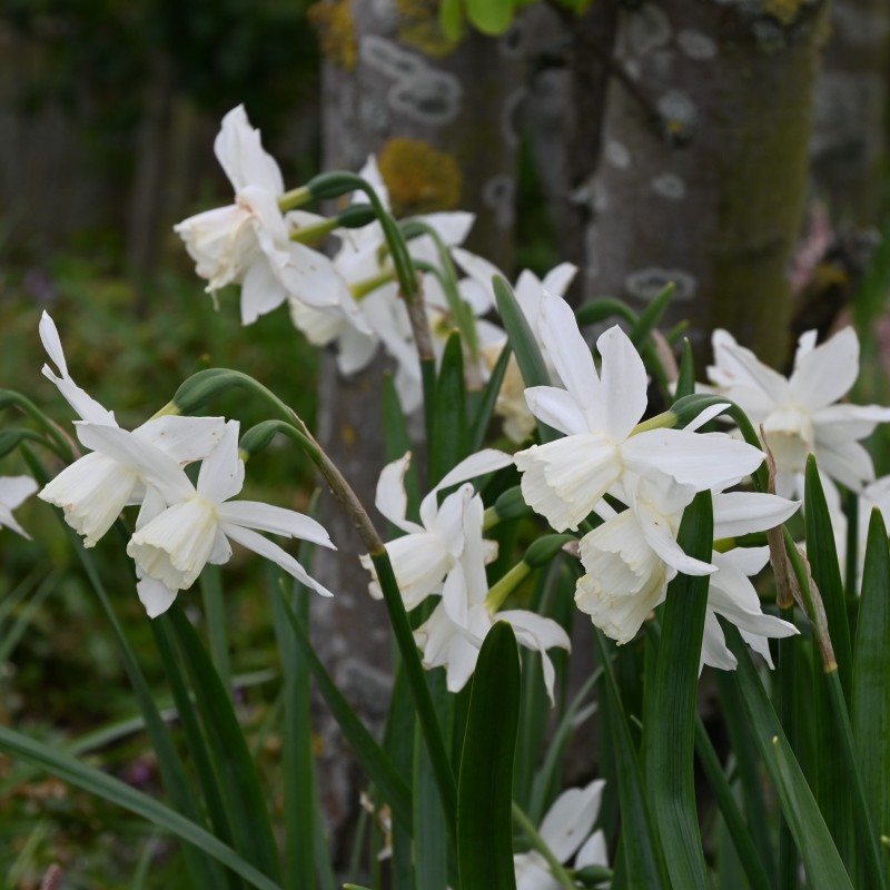 Narcissus 'Thalia' Narcissus 'Thalia'