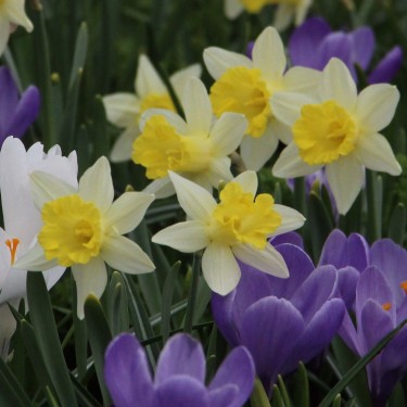 Narcissus 'Topolino'