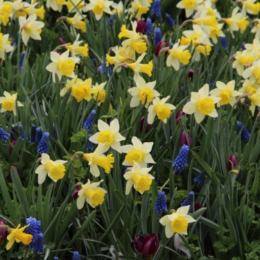 Narcissus 'Topolino' Narcissus 'Topolino'