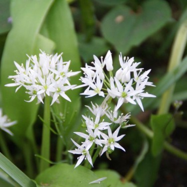 Allium ursinum subsp. ursinum