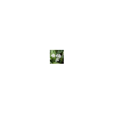Allium ursinum subsp. ursinum