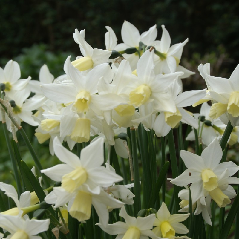 Narcissus 'Toto' Narcissus 'Toto'