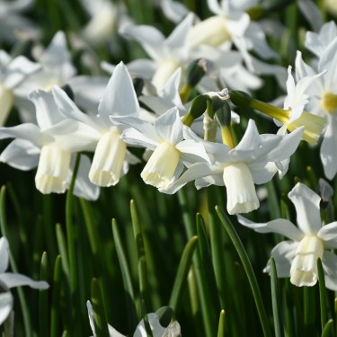 Narcissus 'Toto' Narcissus 'Toto'