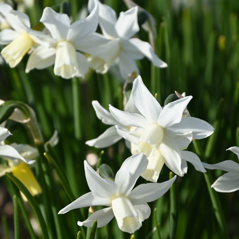 Narcissus 'Toto' Narcissus 'Toto'