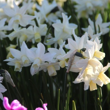 Narcissus 'Toto' Narcissus 'Toto'