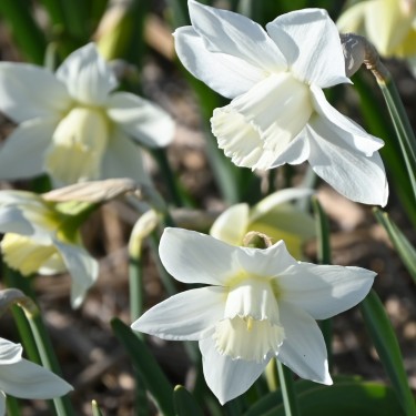 Narcissus 'White Plume' Narcissus 'White Plume'