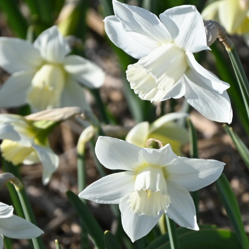 Narcissus 'White Plume' Narcissus 'White Plume'