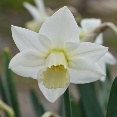 Narcissus 'White Plume' Narcissus 'White Plume'