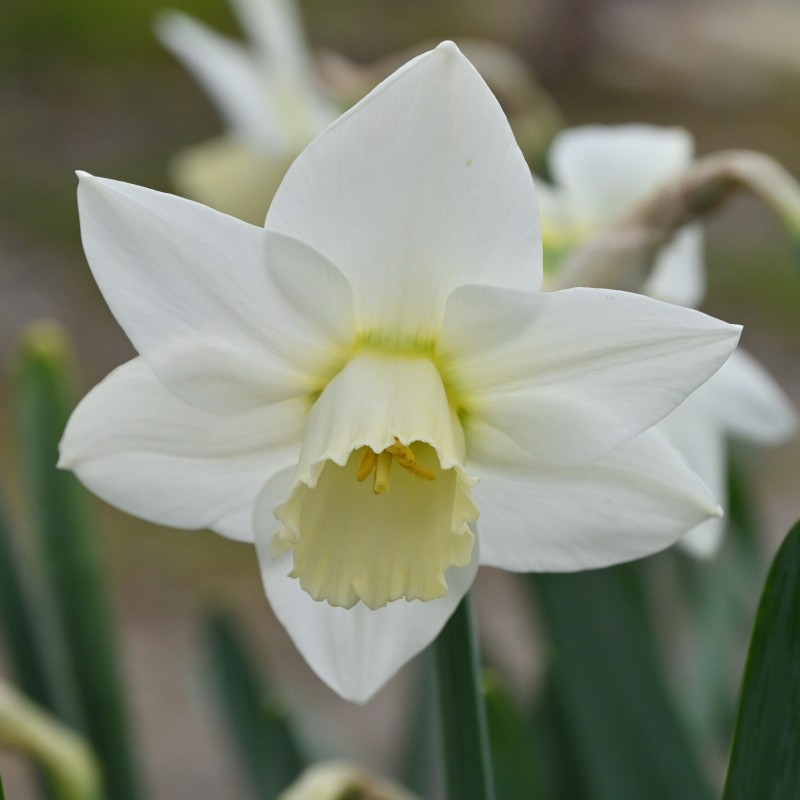 Narcissus 'White Plume' Narcissus 'White Plume'
