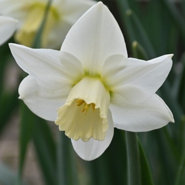 Narcissus 'White Plume' Narcissus 'White Plume'