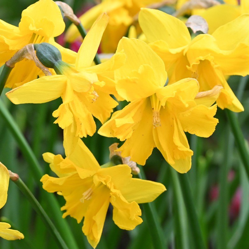 Narcissus 'Winter Starlet' Narcissus 'Winter Starlet'