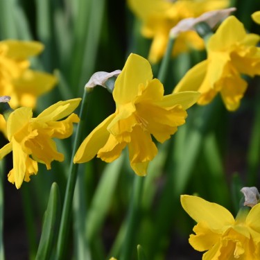 Narcissus 'Winter Starlet' Narcissus 'Winter Starlet'