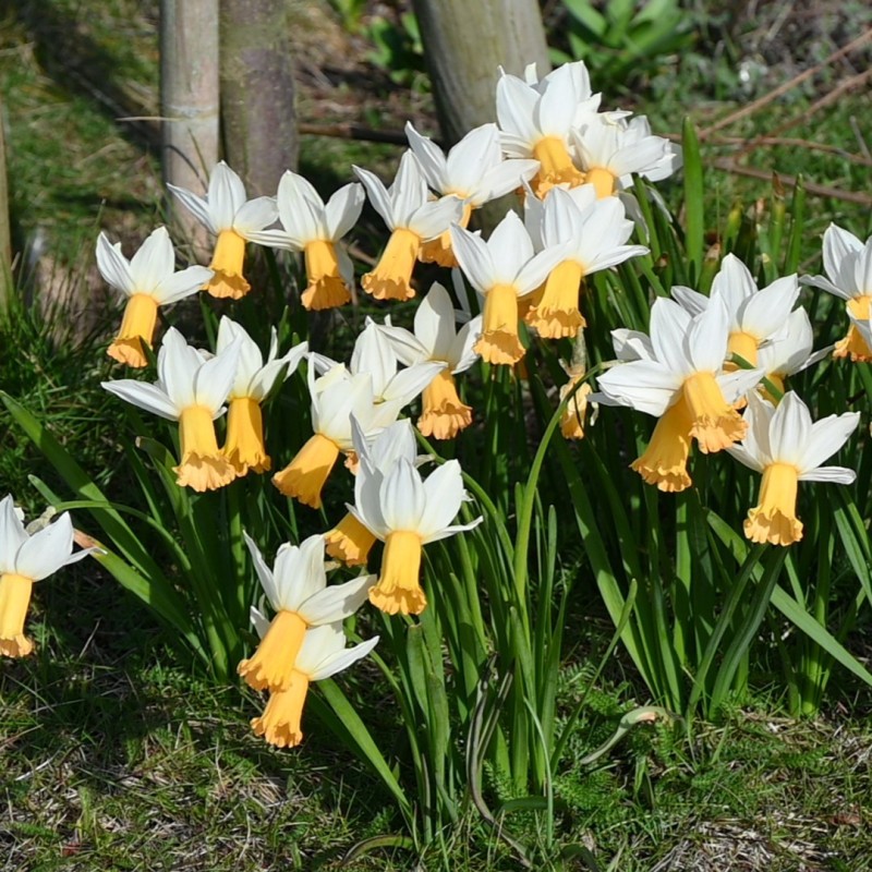 Narcissus 'Winter Waltz' Narcissus 'Winter Waltz'