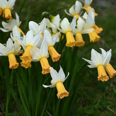 Narcissus 'Winter Waltz' Narcissus 'Winter Waltz'