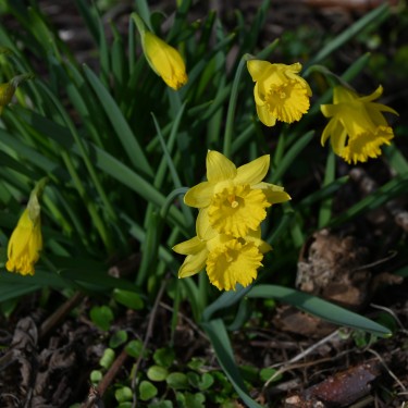 Narcissus asturiensis 'Piccolini'