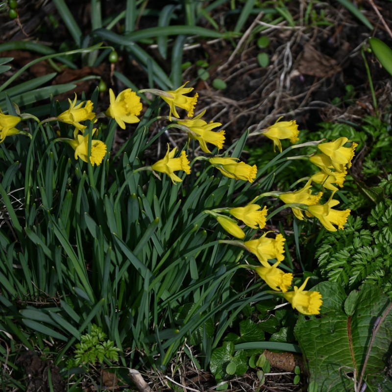 Narcissus asturiensis 'Piccolini' Narcissus asturiensis 'Piccolini'