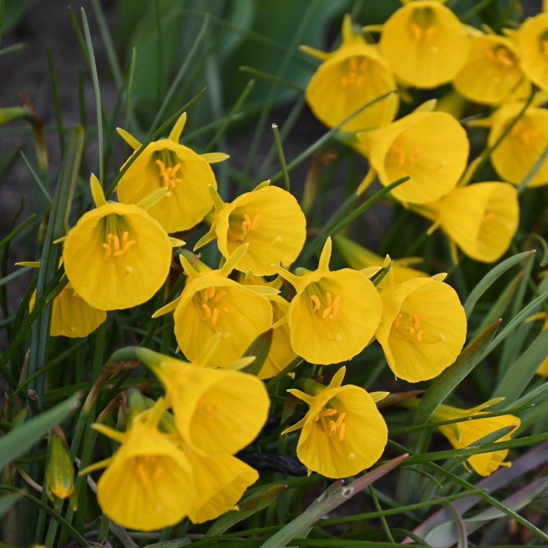 Narcissus bulbocodium 'Oxford Gold' Narcissus bulbocodium 'Oxford Gold'