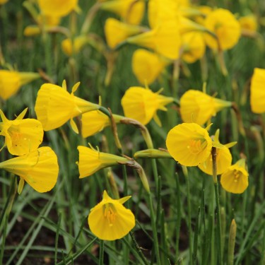 Narcissus bulbocodium 'Oxford Gold' Narcissus bulbocodium 'Oxford Gold'