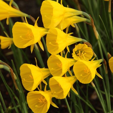 Narcissus bulbocodium 'Oxford Gold' Narcissus bulbocodium 'Oxford Gold'