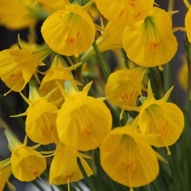 Narcissus bulbocodium 'Oxford Gold' Narcissus bulbocodium 'Oxford Gold'