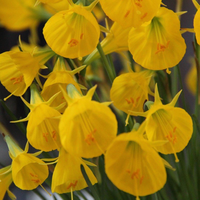 Narcissus bulbocodium 'Oxford Gold' Narcissus bulbocodium 'Oxford Gold'