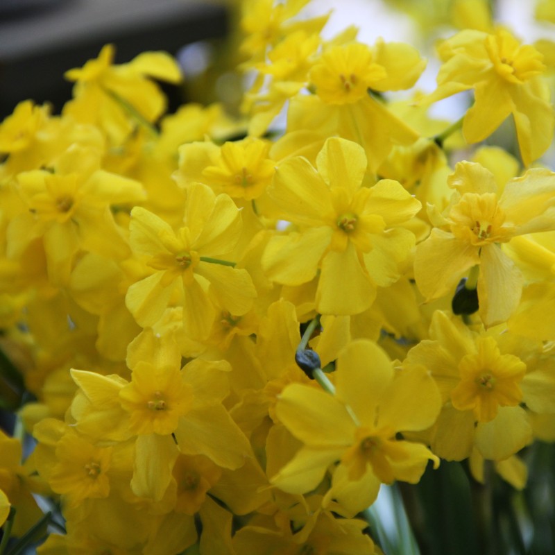 Narcissus cordubensis Narcissus cordubensis