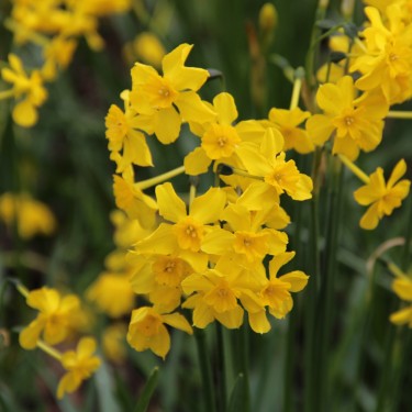 Narcissus cordubensis Narcissus cordubensis