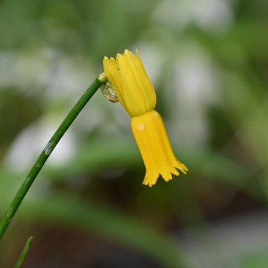 Narcissus cyclamineus