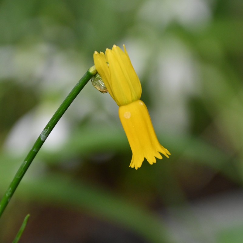 Narcissus cyclamineus
