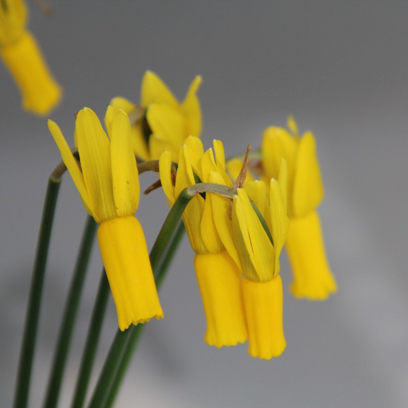 Narcissus cyclamineus